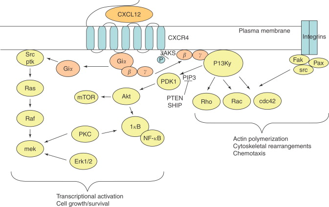 cxcr4