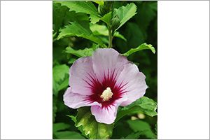 is a hibiscus plant poisonous to cats