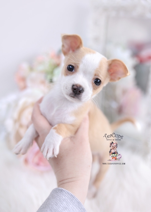 buy teacup chihuahua