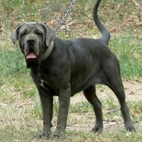 australian bandog