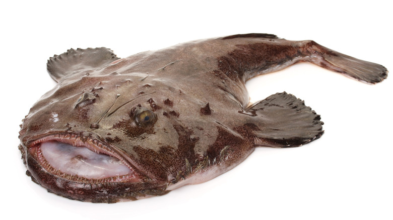 monkfish photos