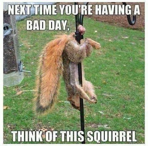 squirrel memes