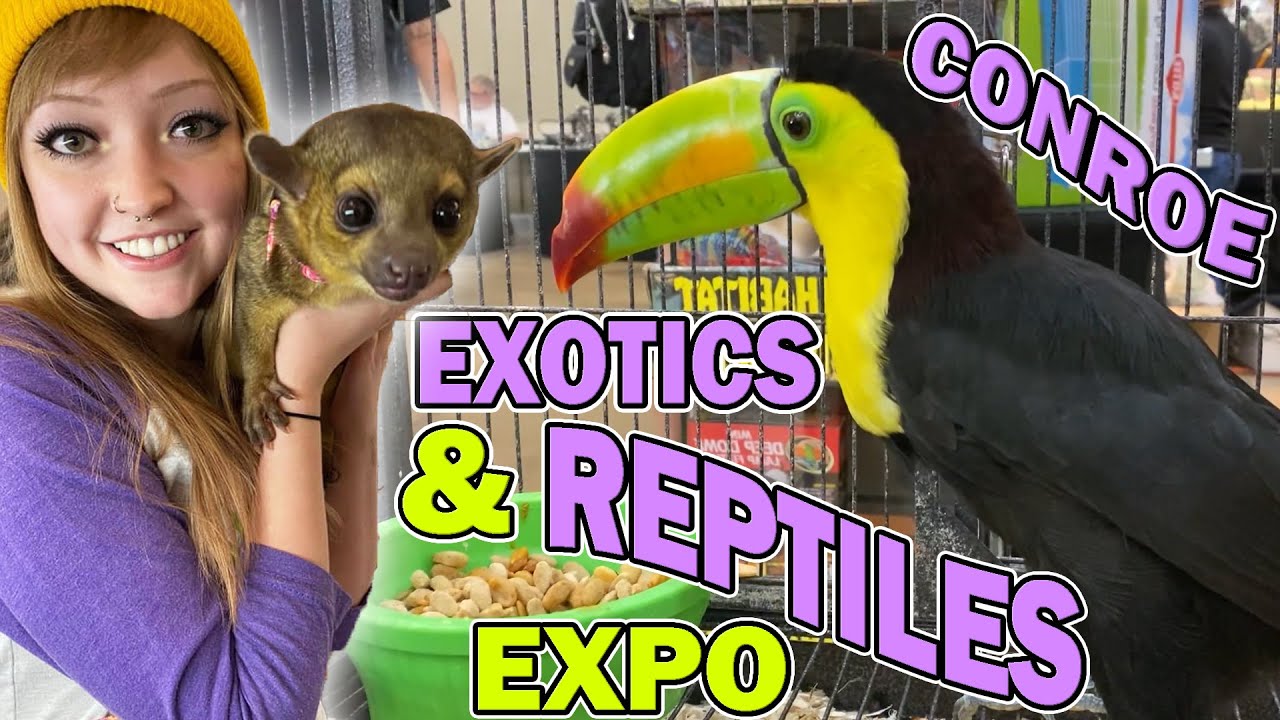 reptile expo conroe