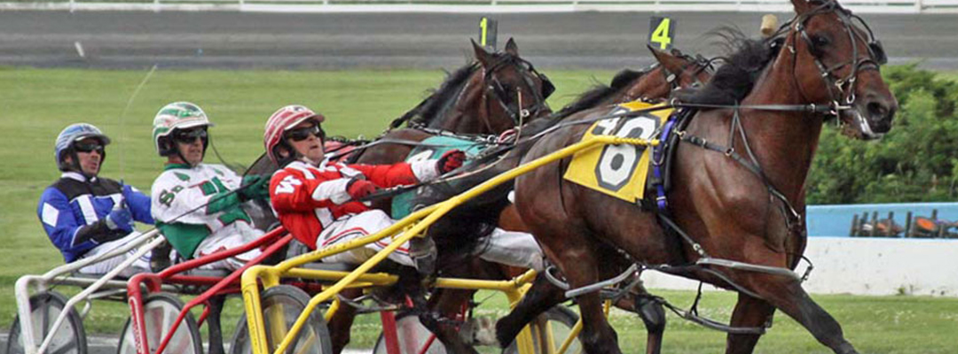 harness racing entries