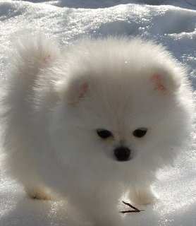 white pomeranian