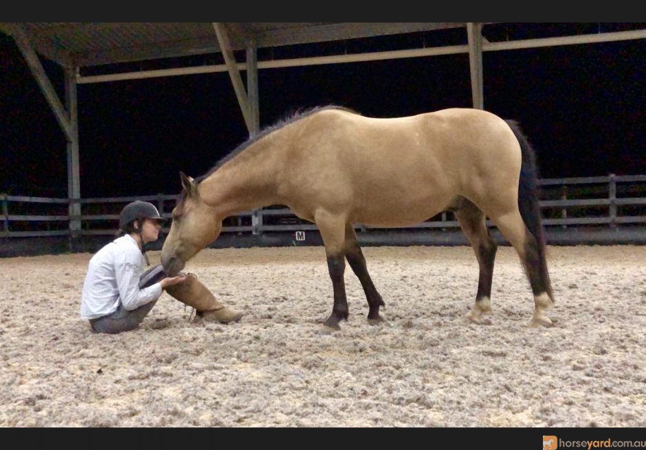 quarter horse for sale nsw