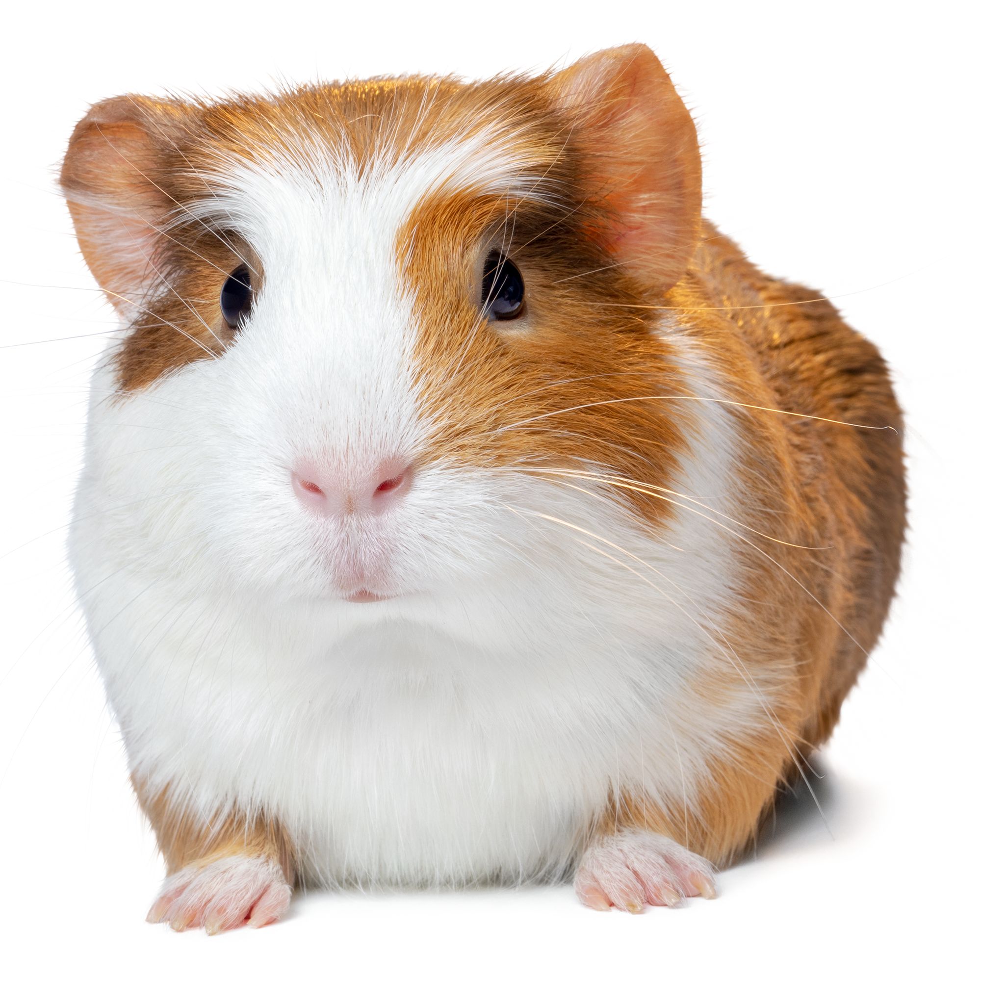 guinea pigs near me