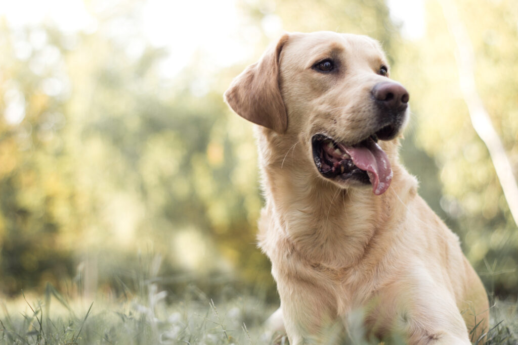 how long do labradors live