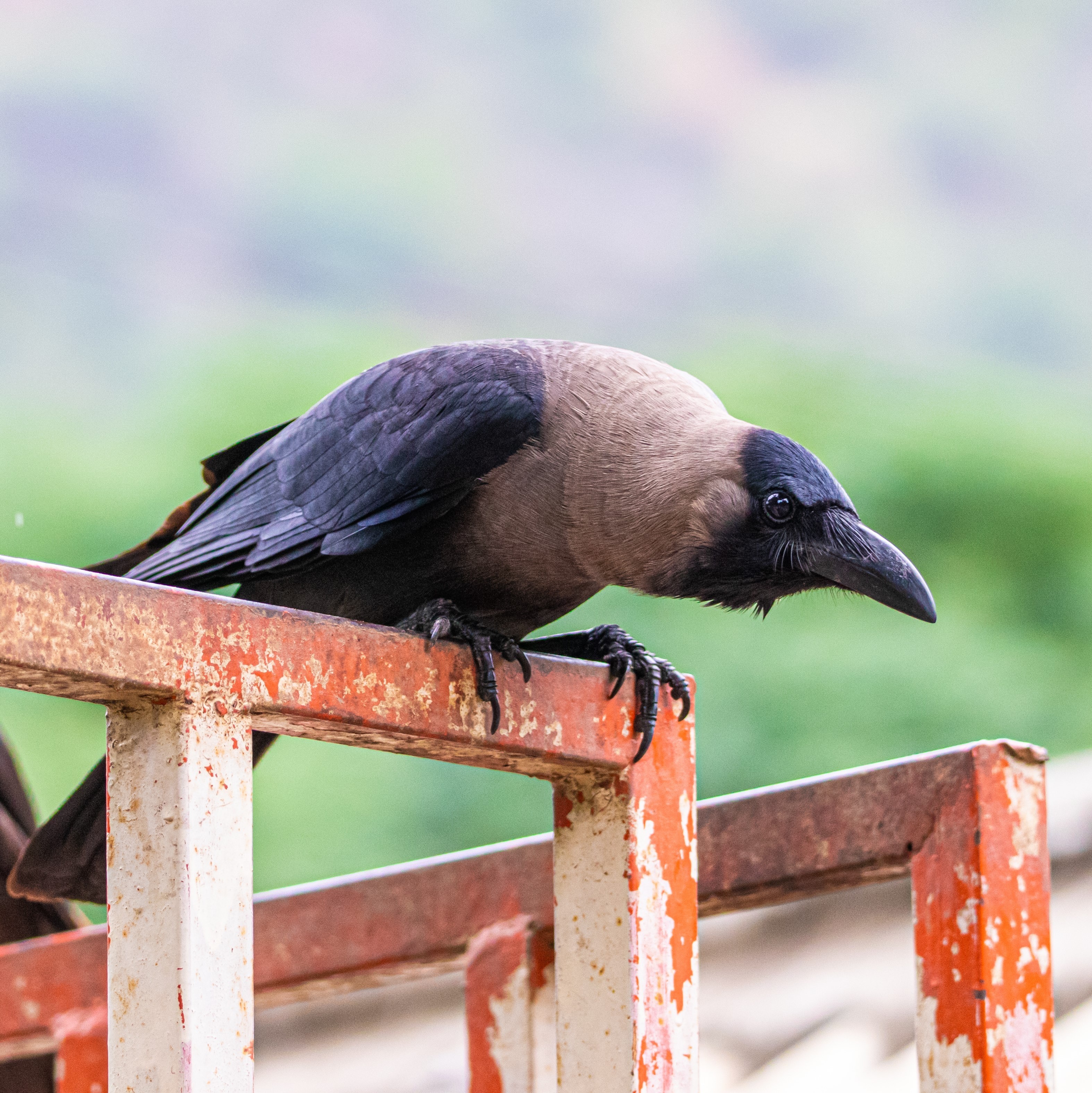 tamil crow