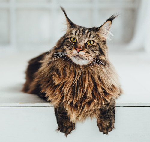 maine coon adoption austin