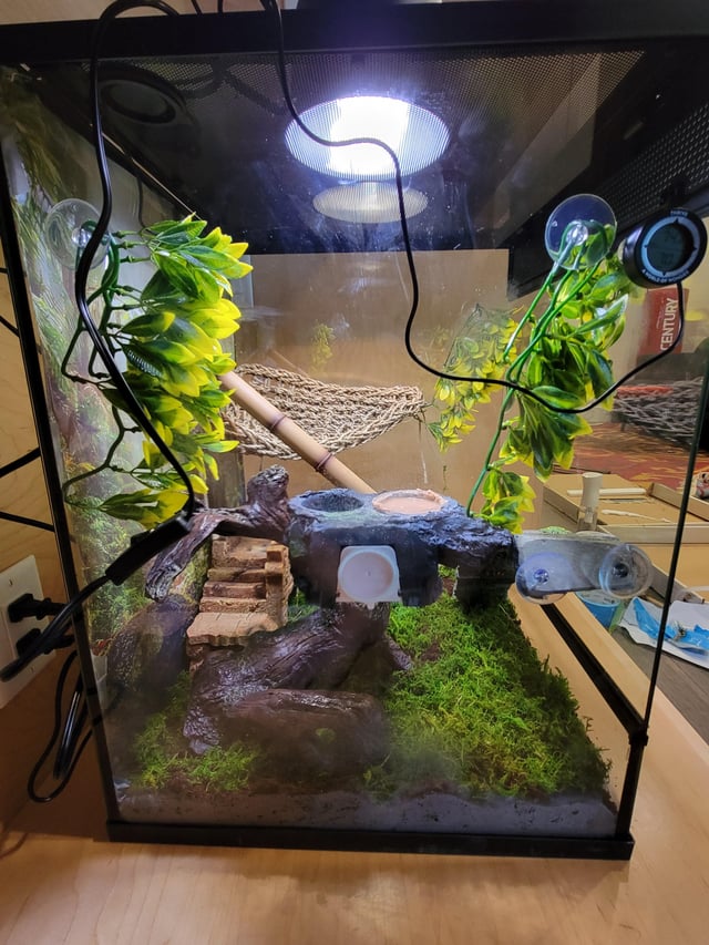 crested gecko cage setup