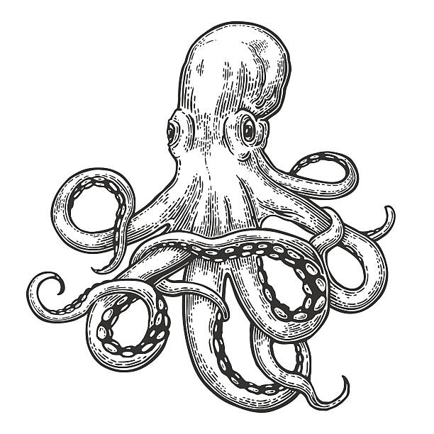 octopus pictures to draw