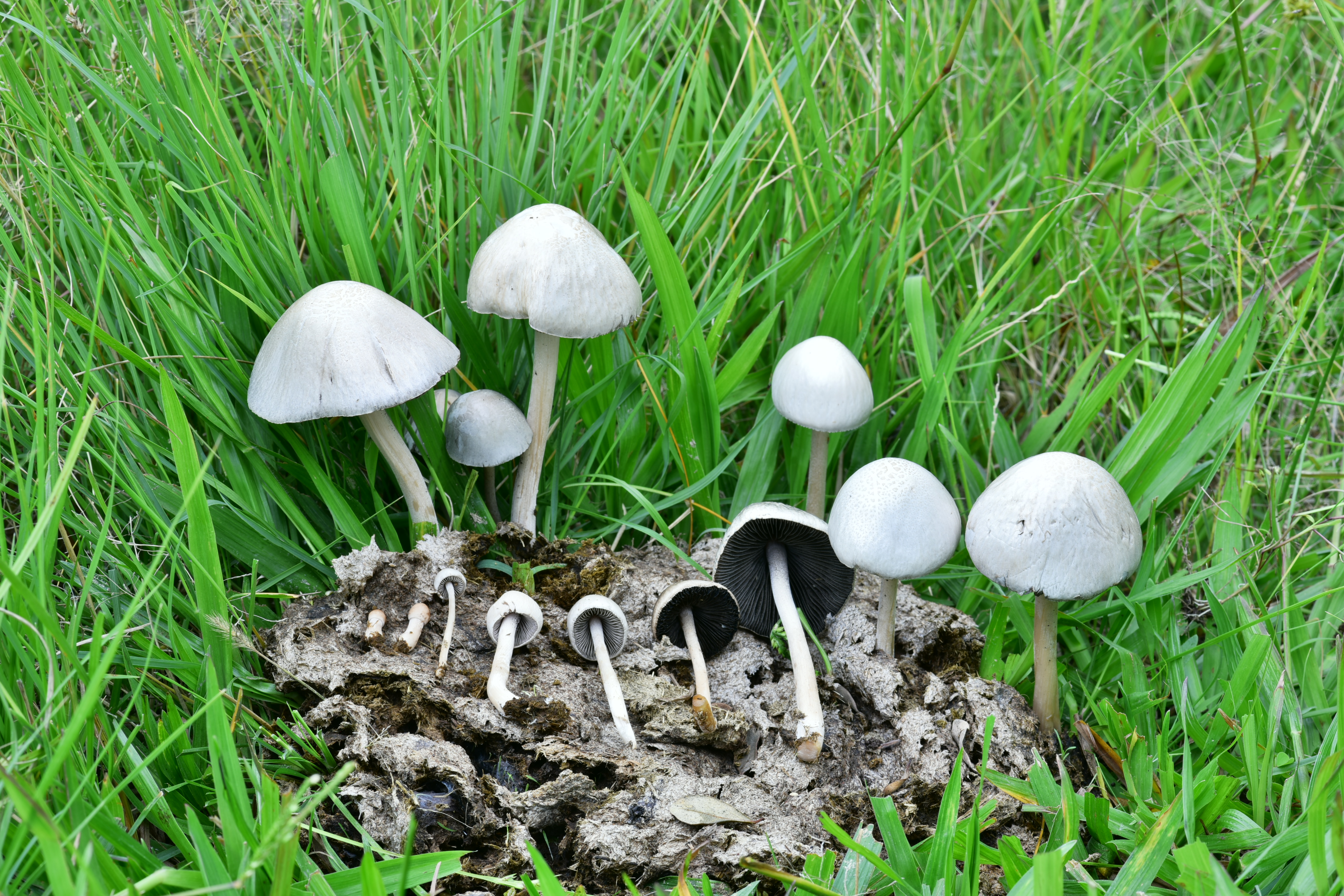 pan cyanescens