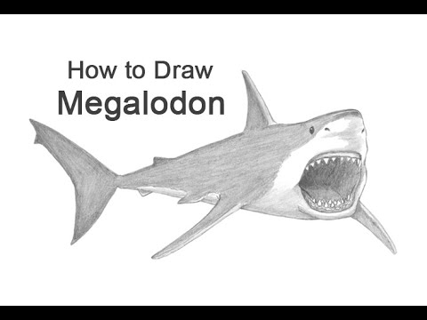 draw megalodon