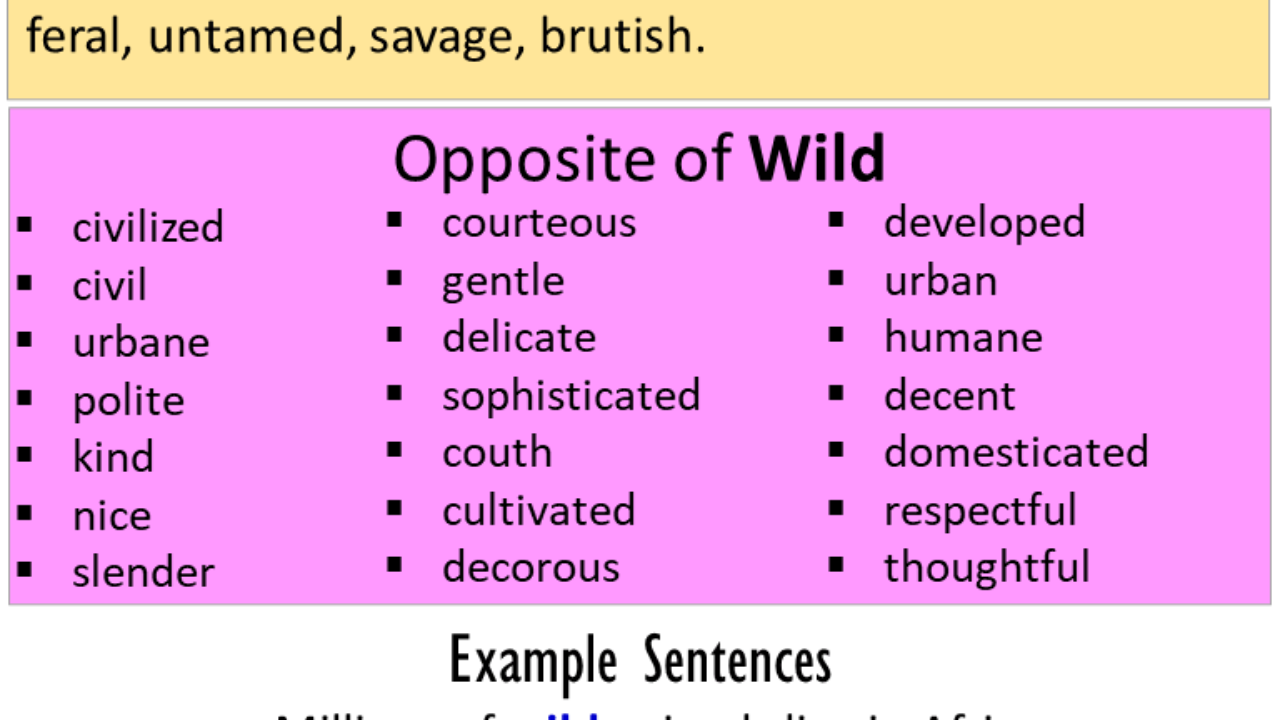 wild ka antonyms