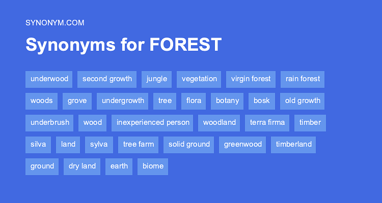 synonym for forest