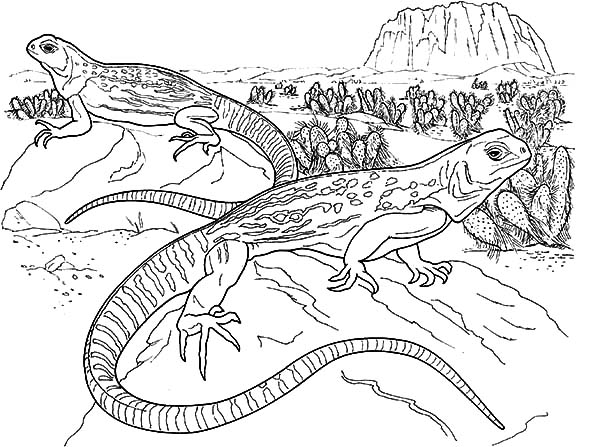 realistic lizard coloring pages