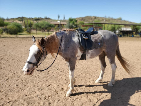 horse boarding in surprise az