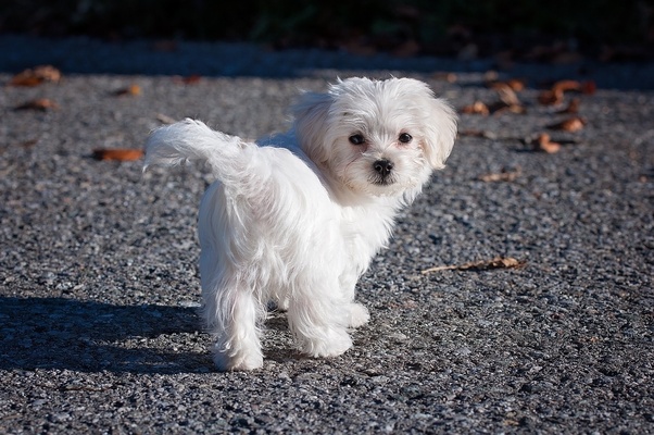 bichon frise maltese