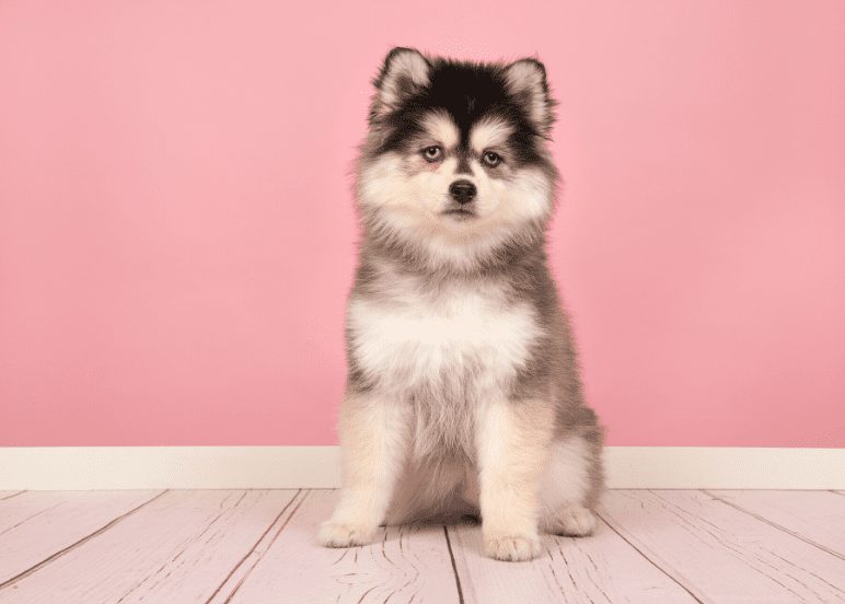 pom husky mix