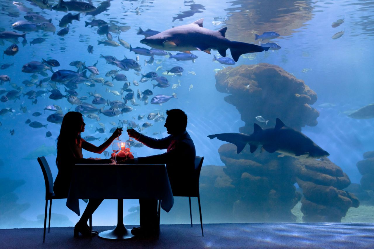 palma aquarium reviews