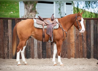 american quarter horse for sale