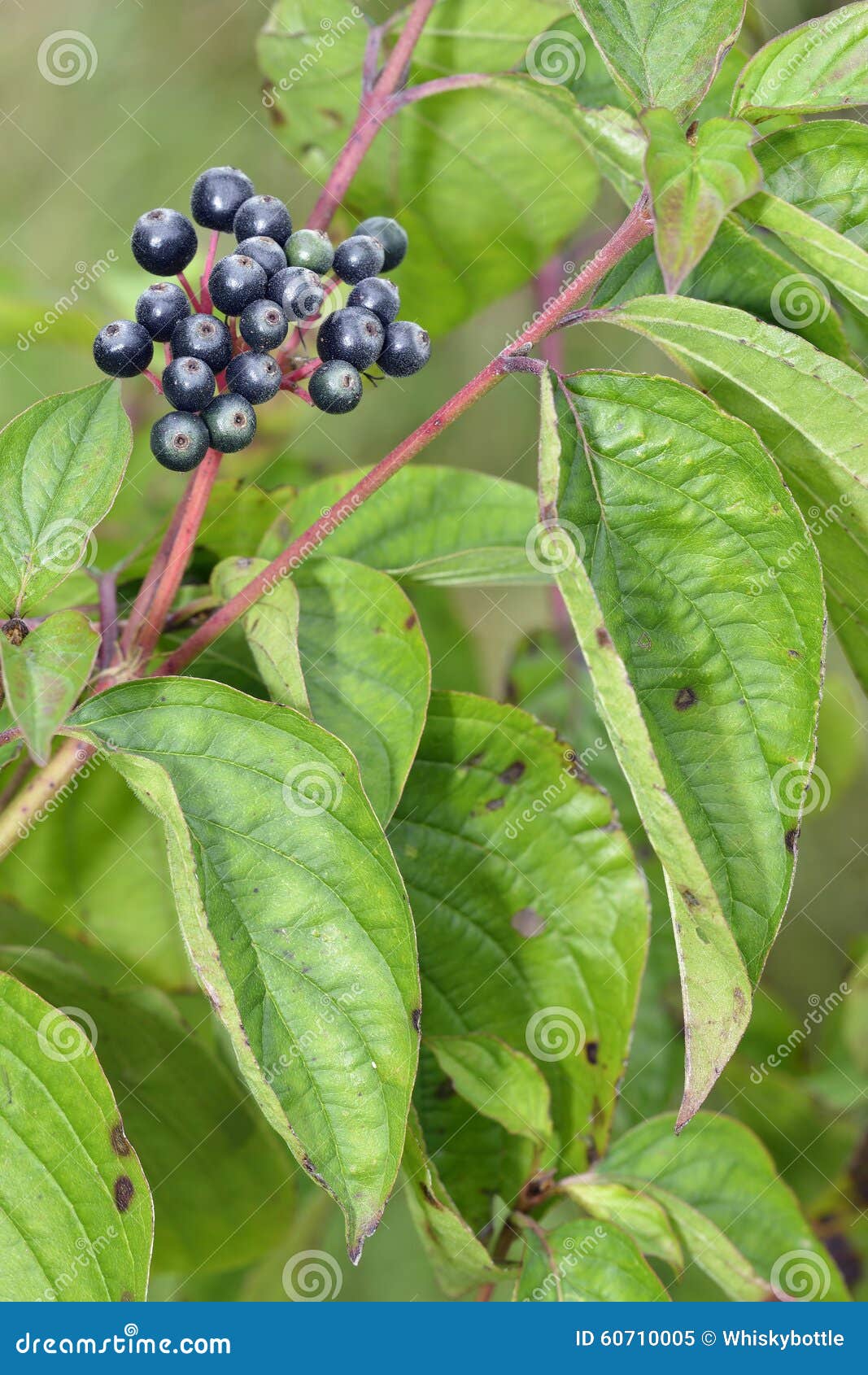 bayas de cornejo