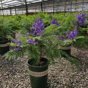 jacaranda bonsai blue