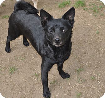 schipperke terrier mix