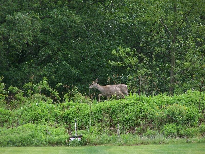 mature harris park