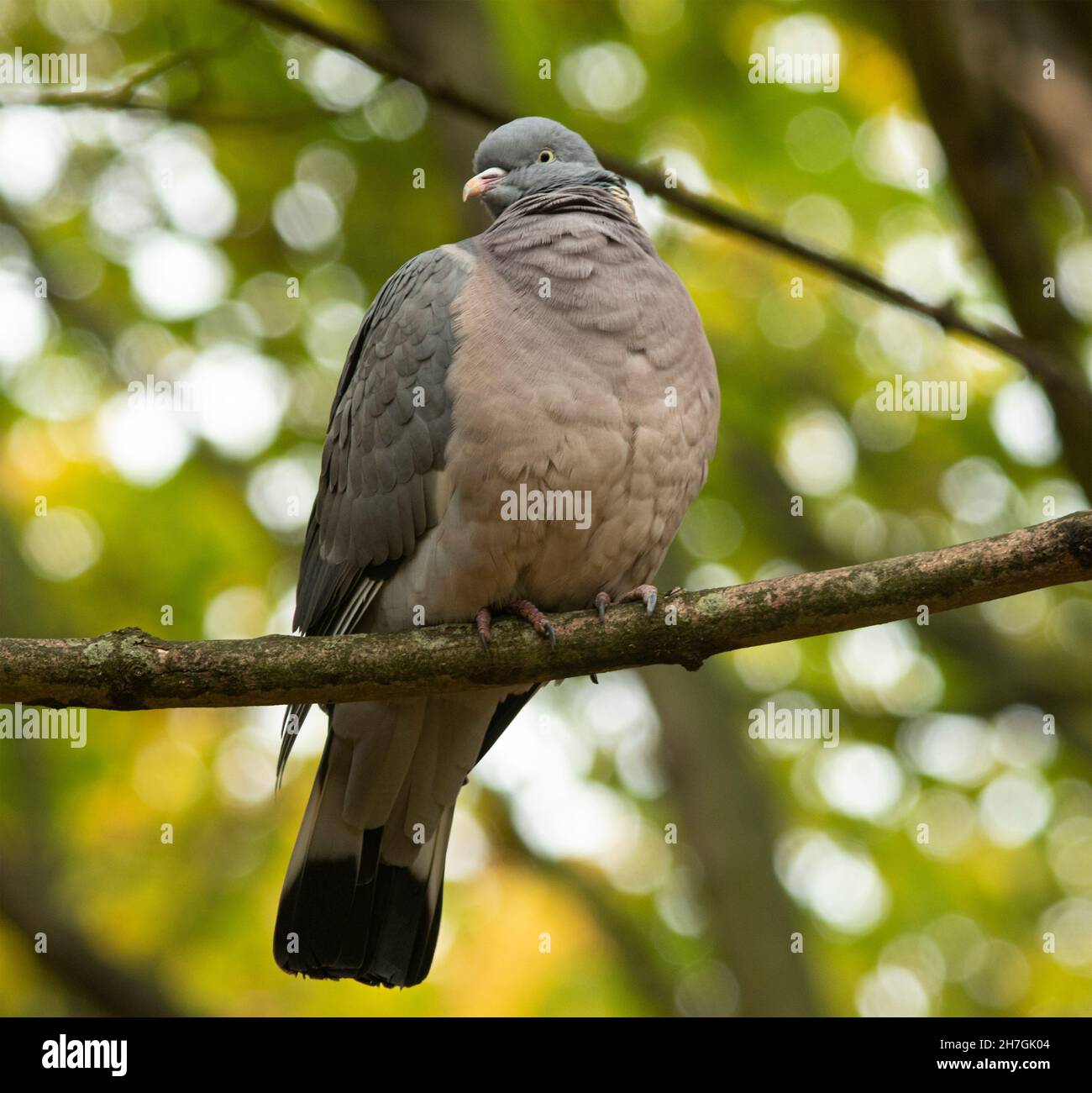 european pigeon