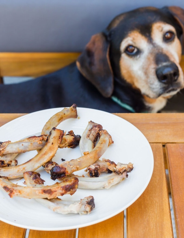 dogs eat rib bones