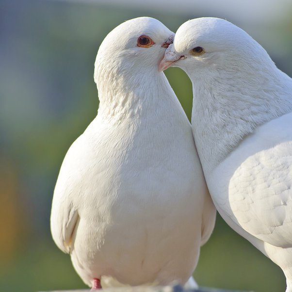 which bird is considered as a symbol of peace