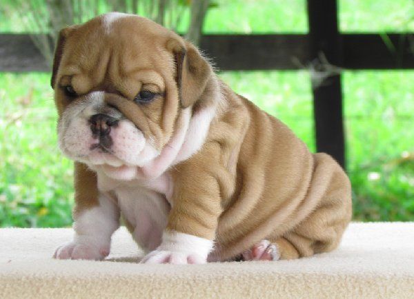 bulldog cachorro