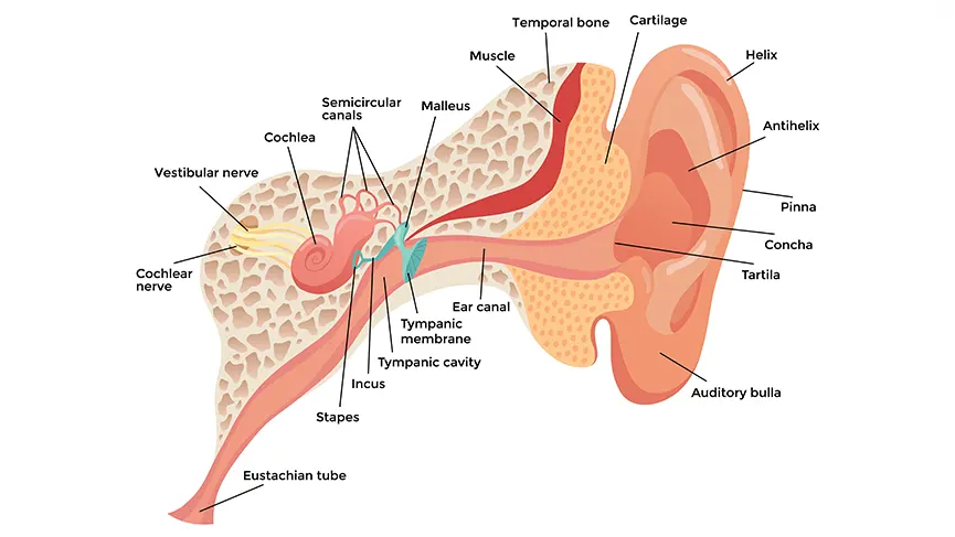 ear türkçe anlamı