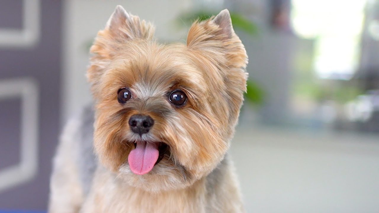 yorkie teddy bear haircut