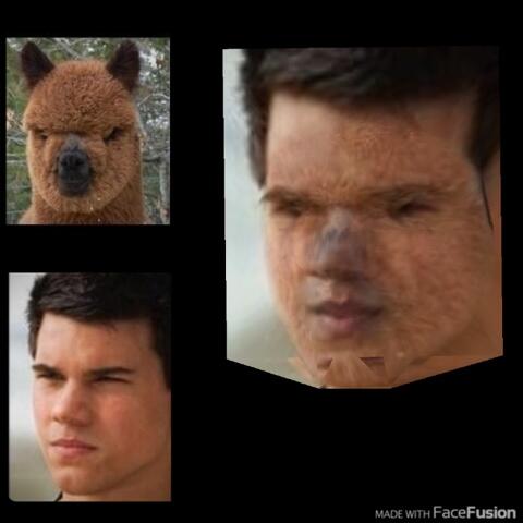 taylor lautner alpaca