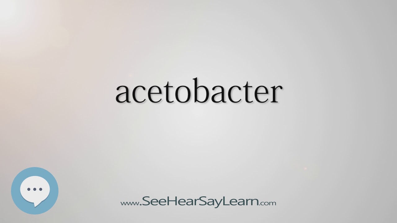 acetobacter pronunciation