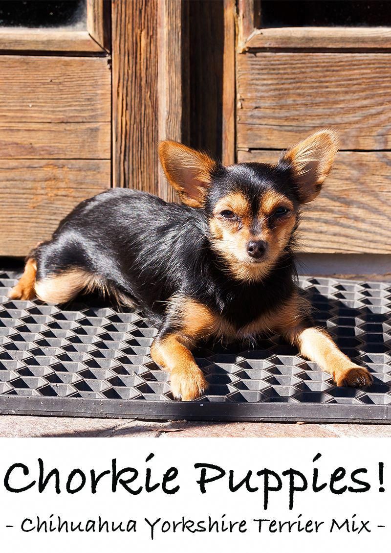 chihuahua cross with yorkshire terrier