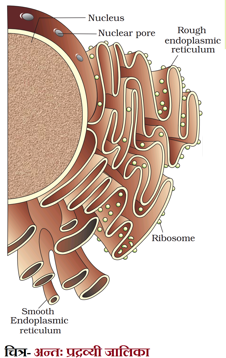 endoplasmic meaning in hindi