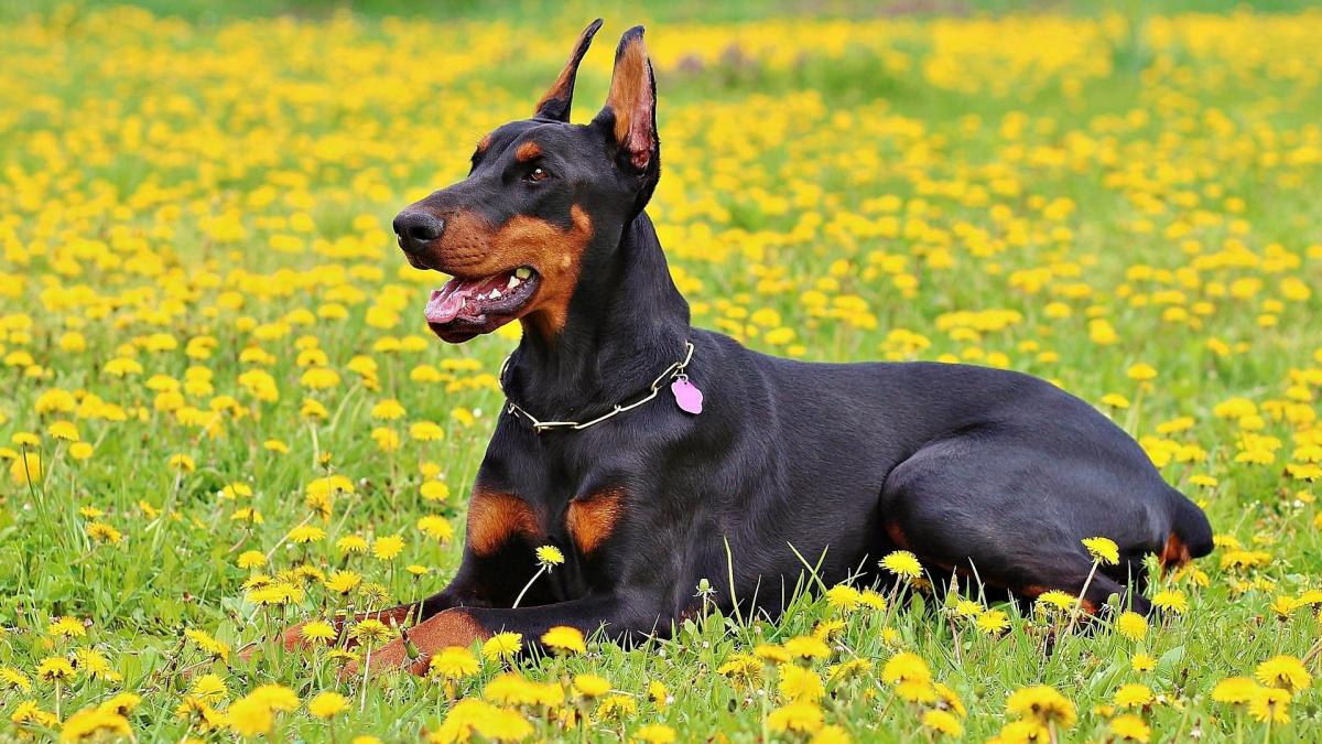 perro doberman blanco