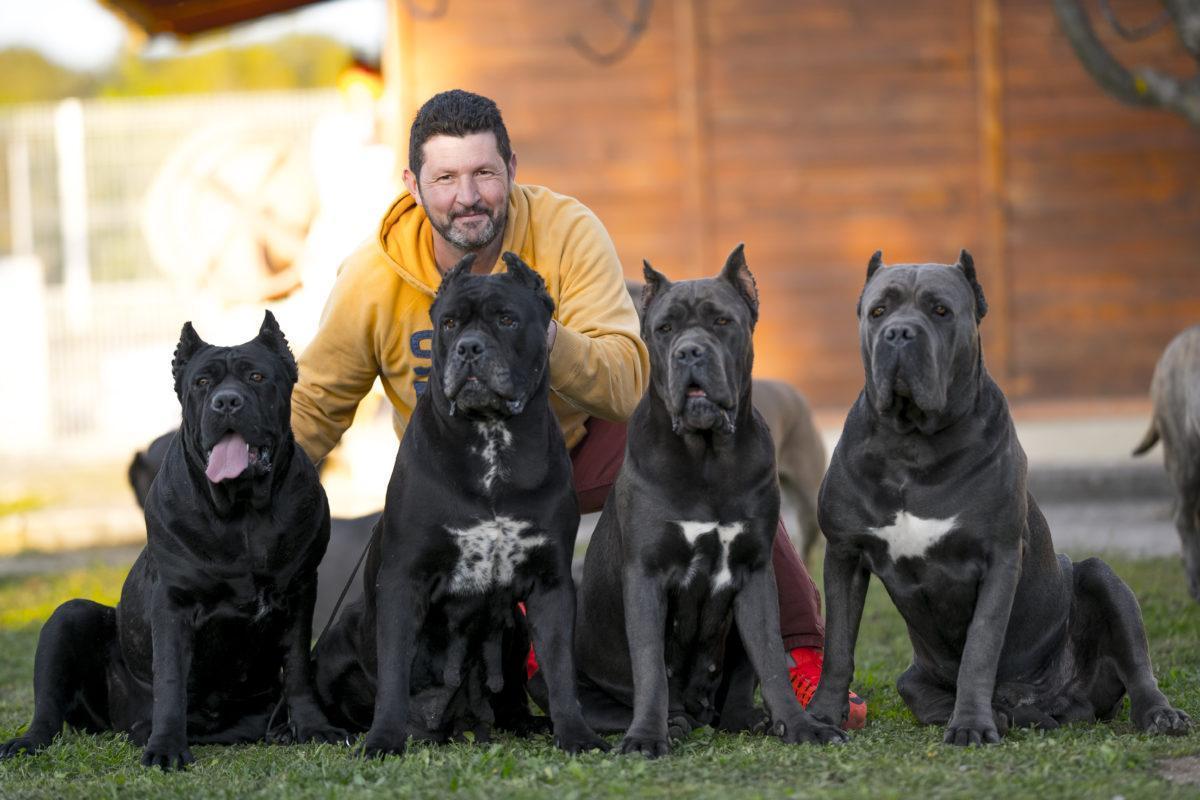 cane corso x-men