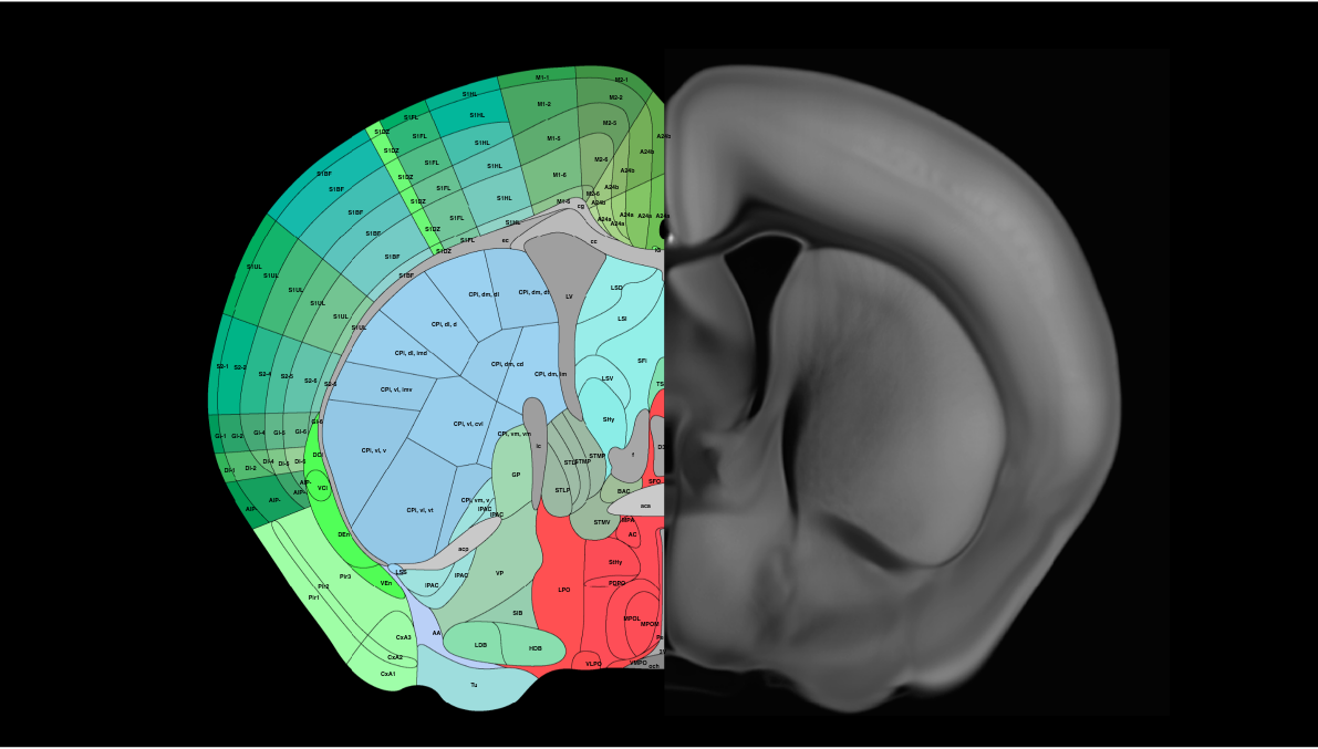 allen brain atlas