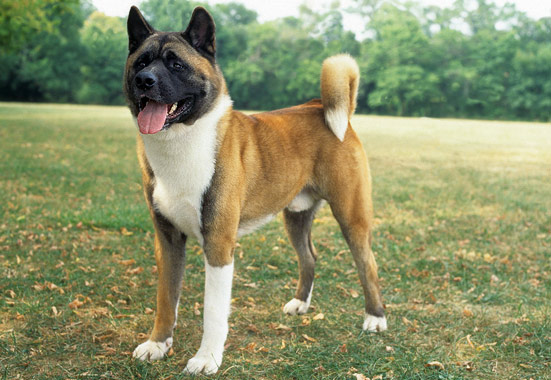 american akita life expectancy