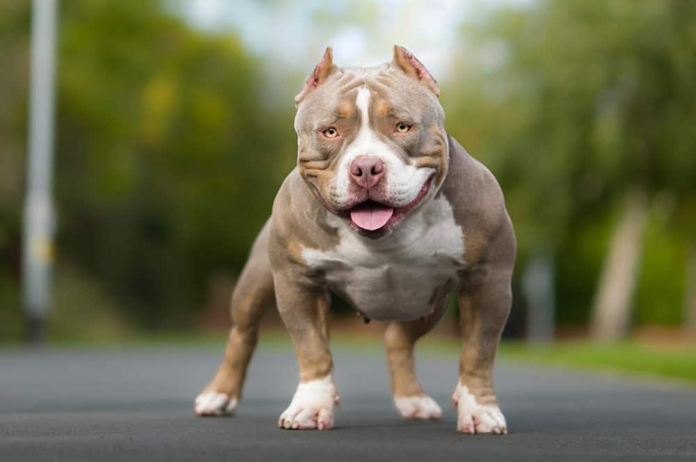 american bully dog pocket