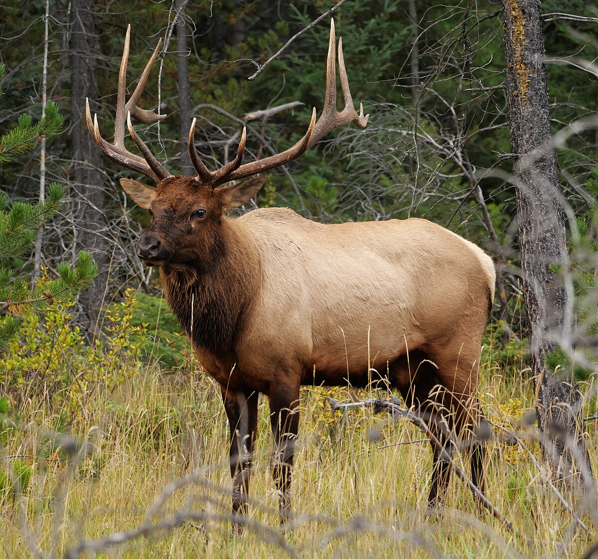 american elk 6 letters