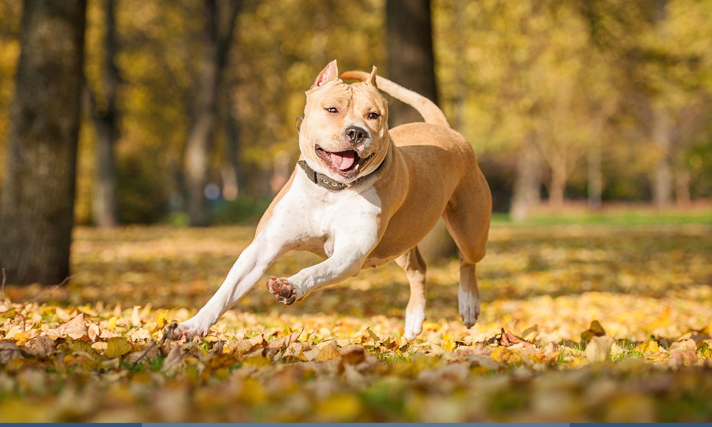 american staffordshire terrier shed