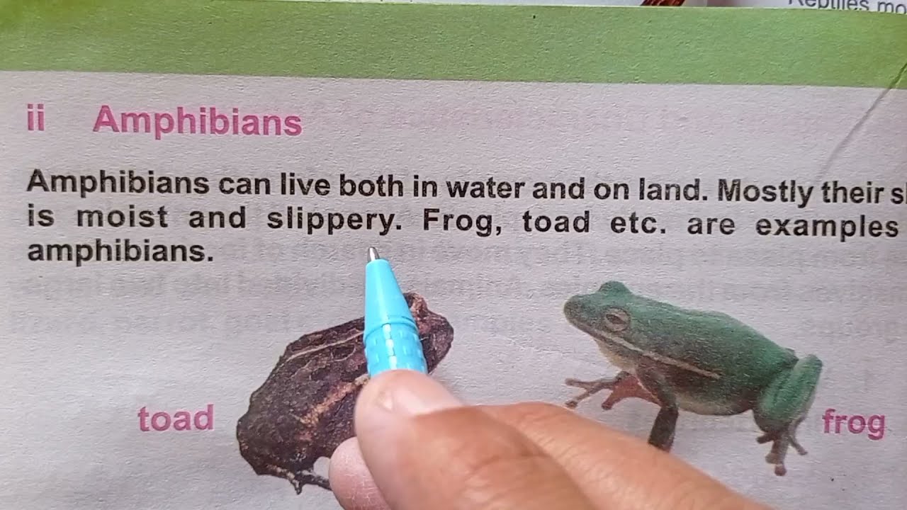 amphibians meaning in urdu