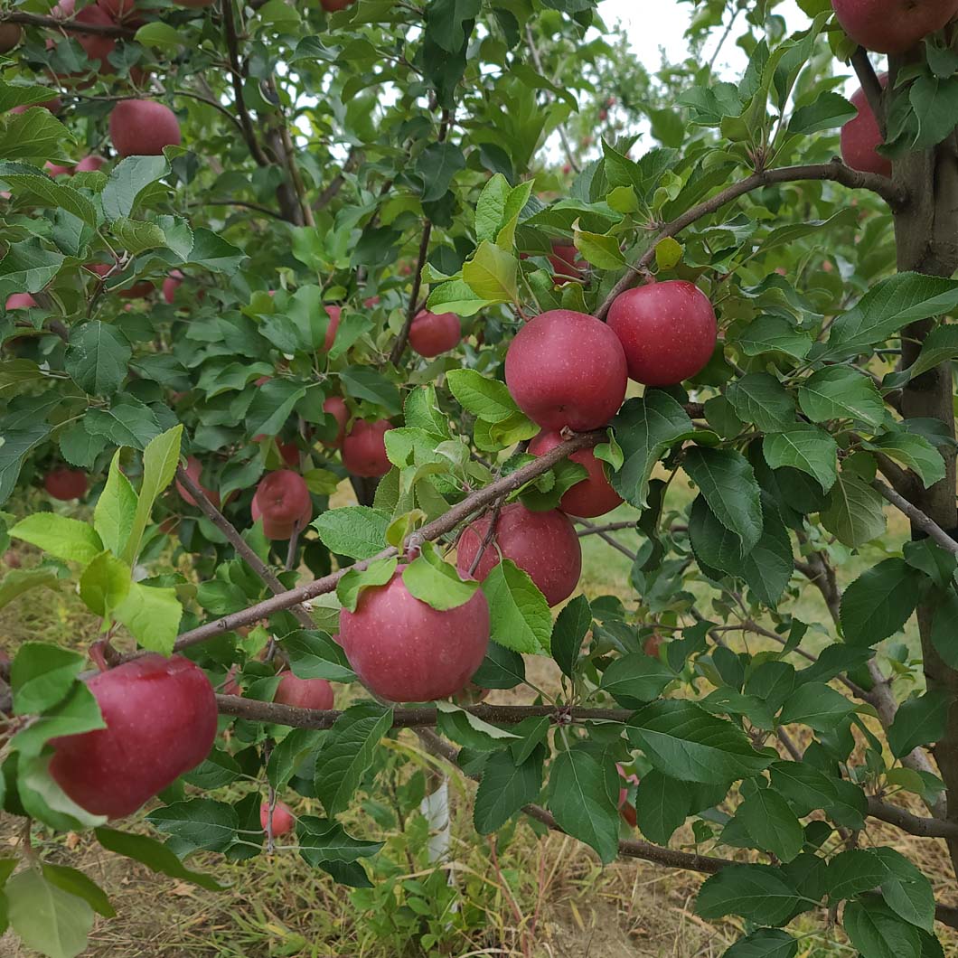 apple orchards near flint mi