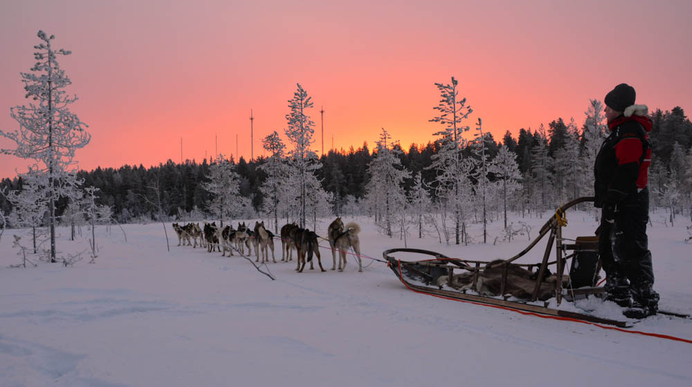 arctic circle husky park